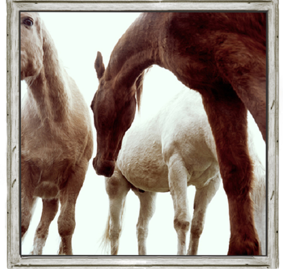 Horse L Maisonette photo 2