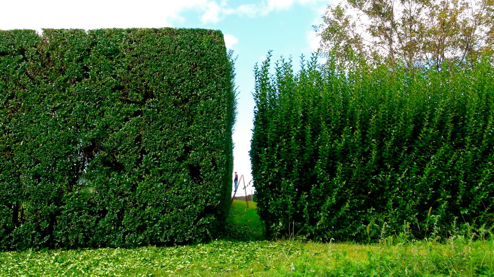 hedge row and KDHamptons