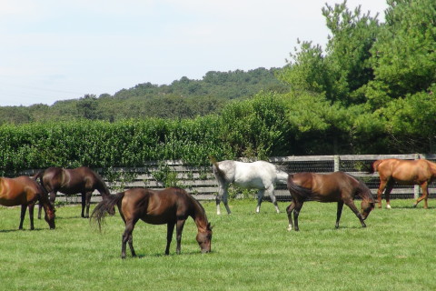 Horse Farm