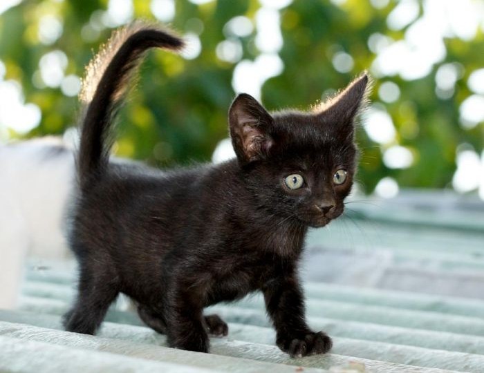 Southampton Animal Shelter