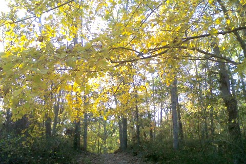 Hike in the woods