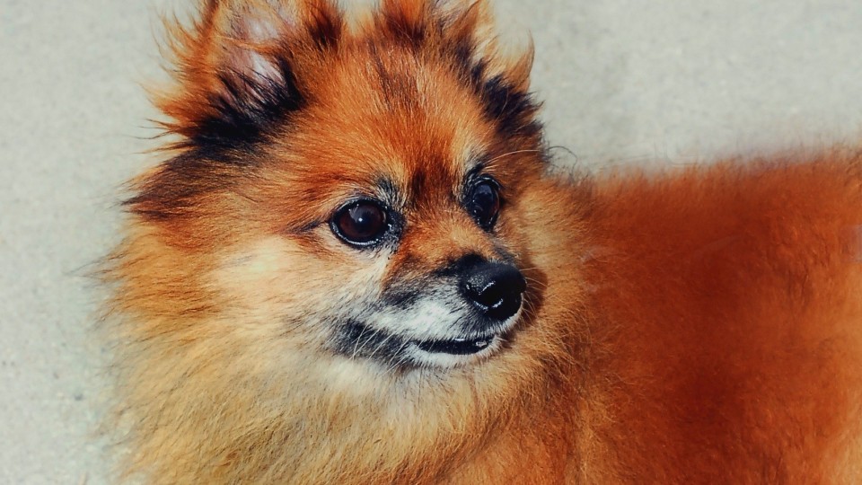 Southampton Animal Shelter