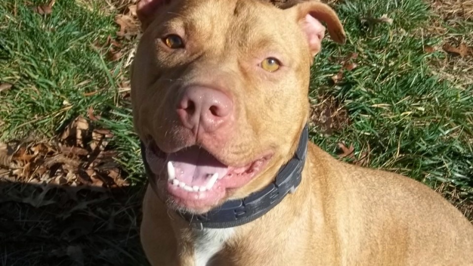 Southampton Animal Shelter