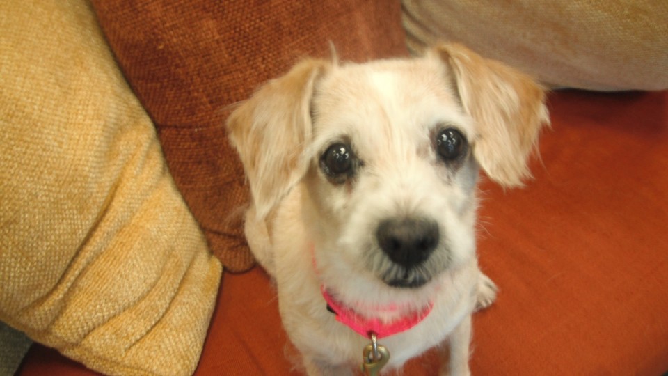 Southampton Animal Shelter