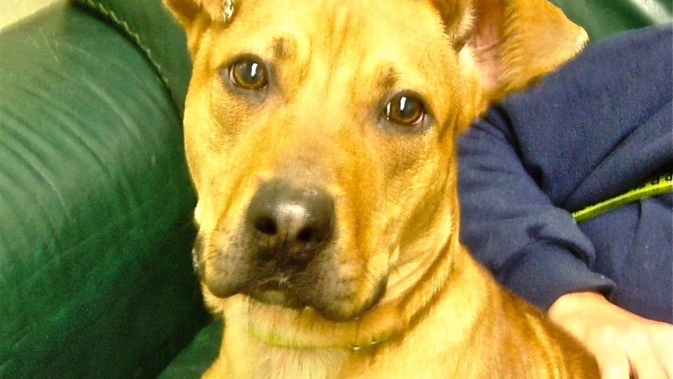 Southampton Animal Shelter