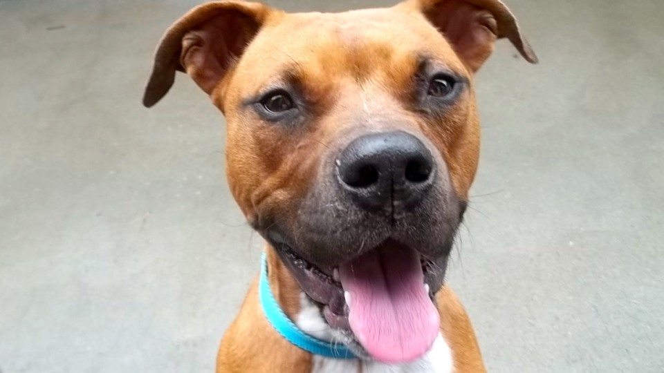 Southamtpon Animal Shelter