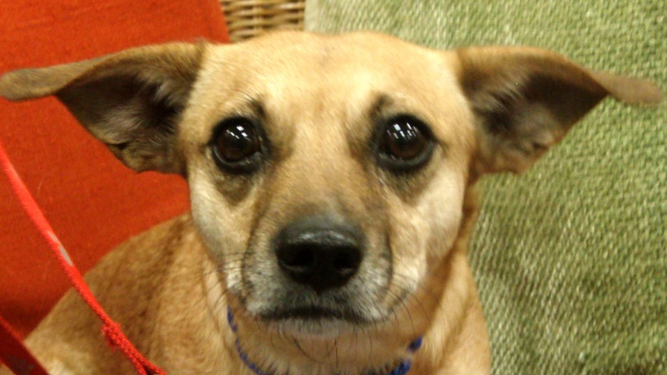 Southampton Animal Shelter