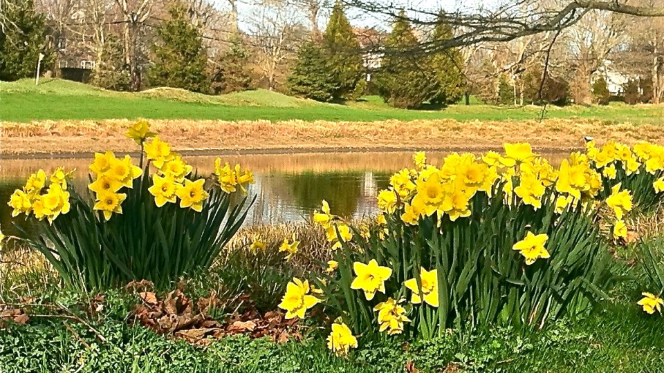 daffodils