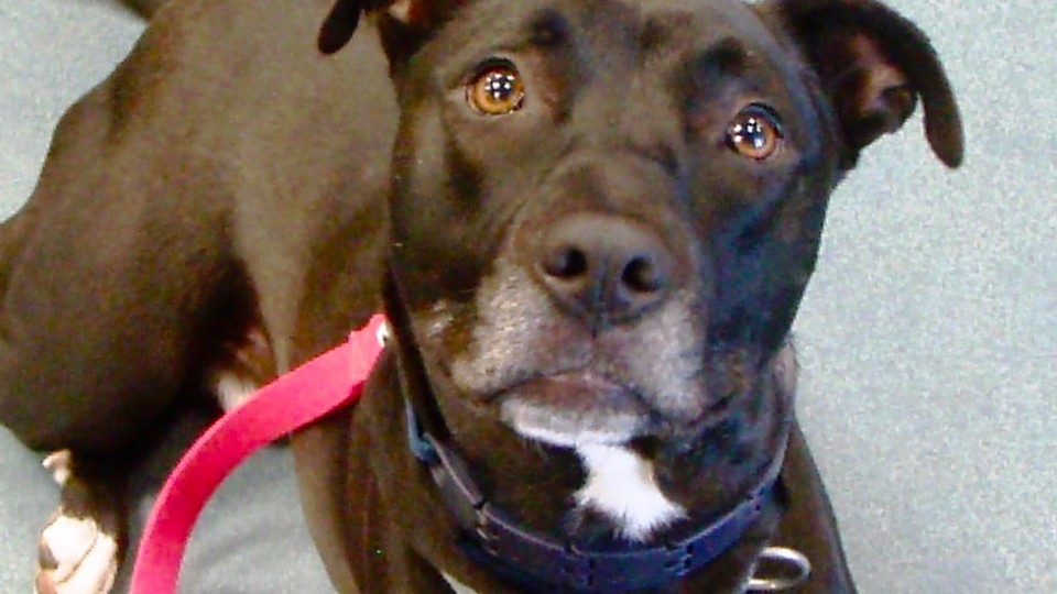 Southampton Animal Shelter