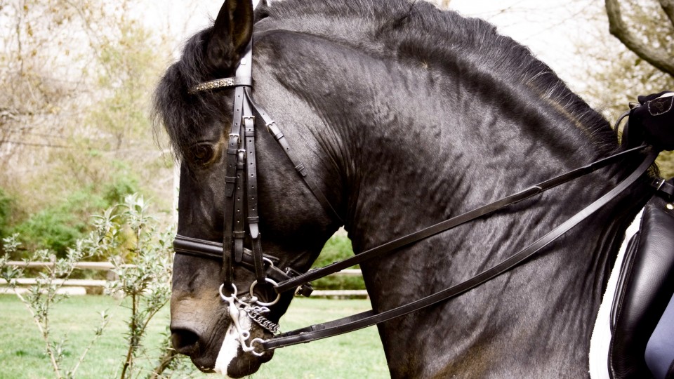 Stony Hill Stables