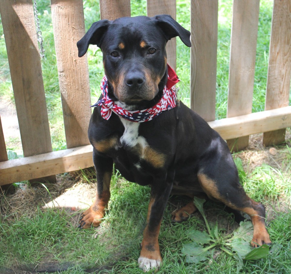 Here Kitty Kitty! Adoption Fees Waived at the Southampton Animal