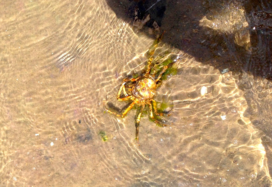 clamming