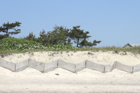 beach dunes