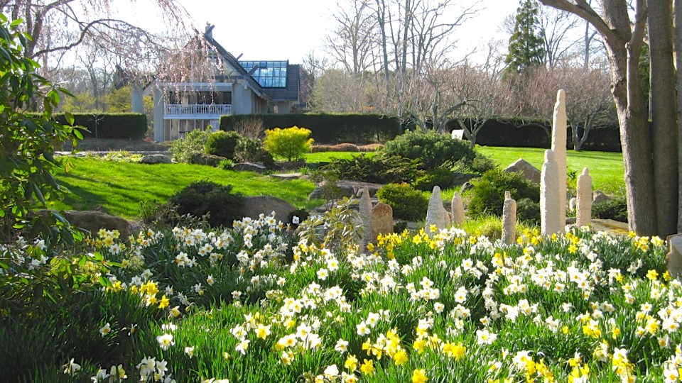 Atsuya Tominaga's Ninguen among Daffodils in bloom js 008 (4)