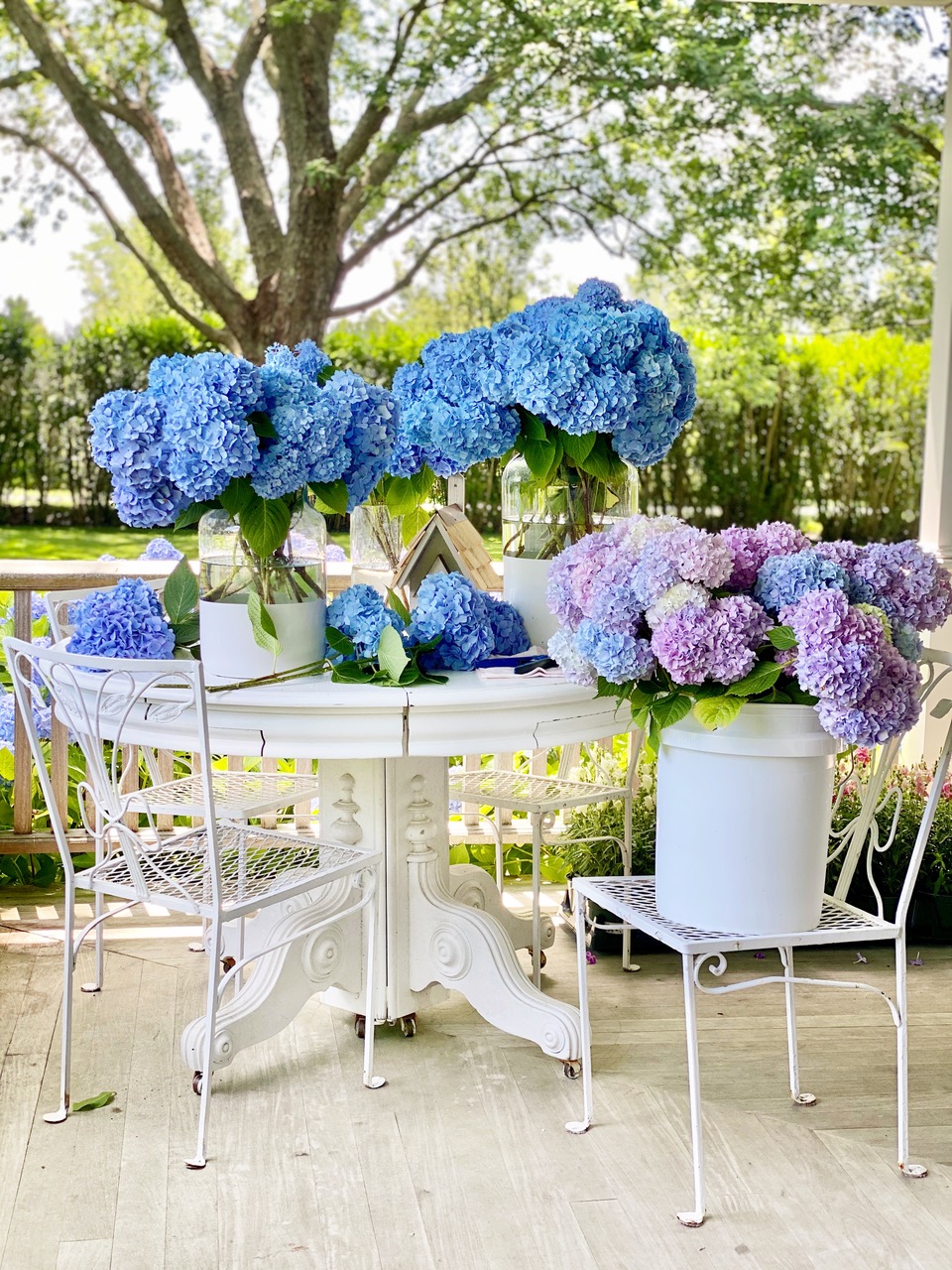 Top Tips For Healthy Hydrangea! - KDHamptons