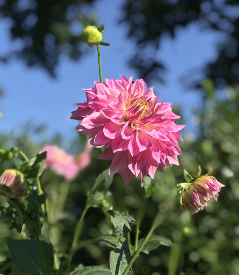 THE 13 BEST DAHLIA VARIETIES FOR CUTTING GARDENS FROM NESTLEDOWN DAHLIA FARM KDHamptons