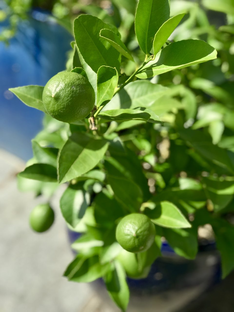 My TOP TIPS For Growing A Magnificent Meyer Lemon Tree Who Needs The