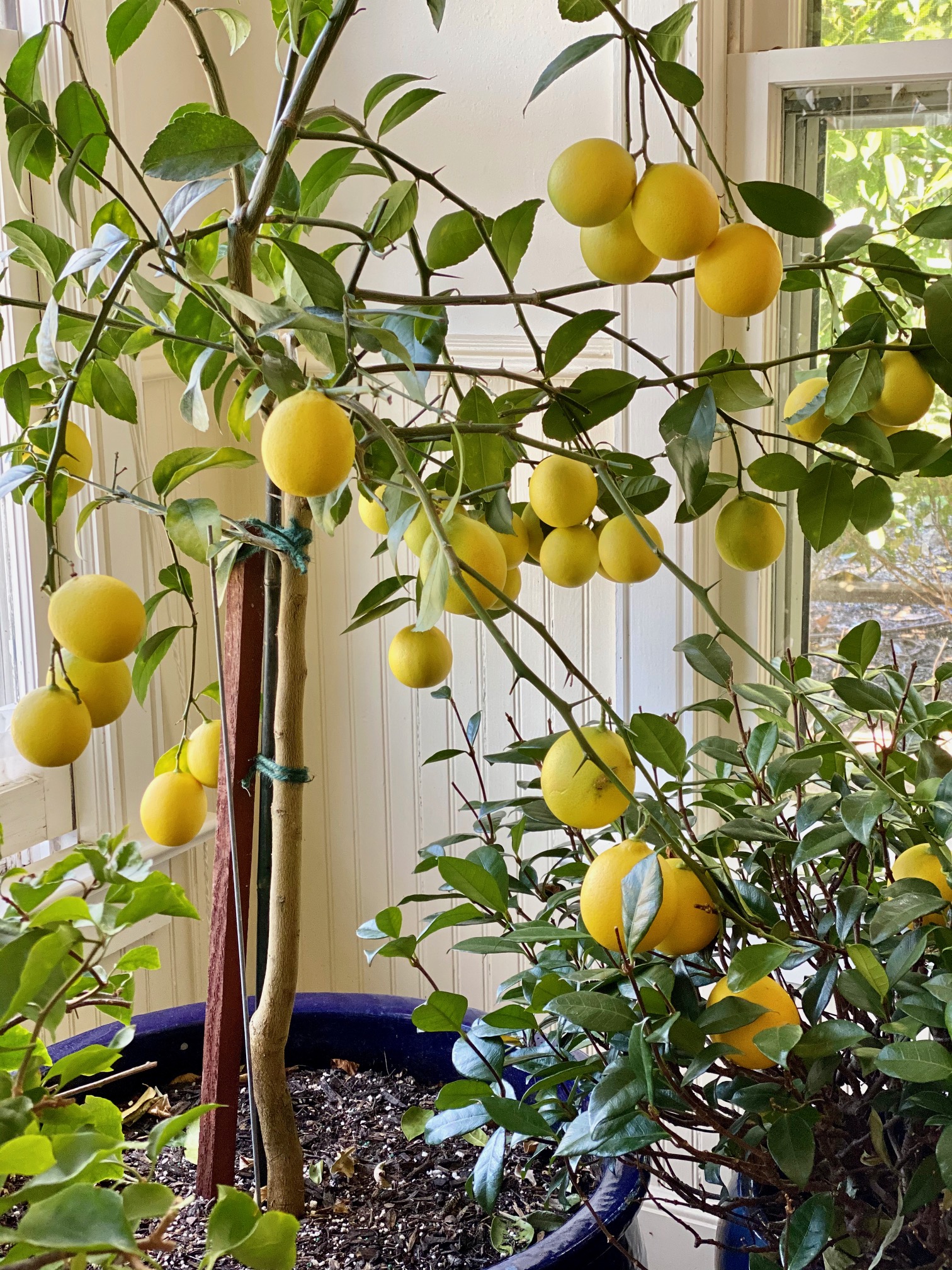 My TOP TIPS For Growing A Magnificent Meyer Lemon Tree Who Needs The