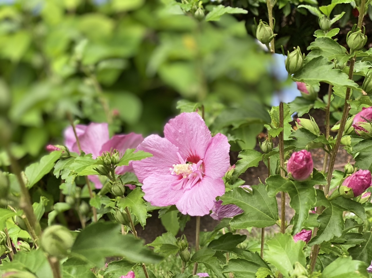 Chateau™ de Versailles Rose of Sharon, Monrovia Plant