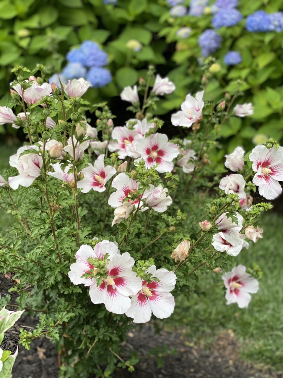 Chateau™ de Versailles Rose of Sharon, Monrovia Plant