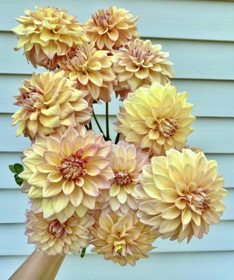 THE 13 BEST DAHLIA VARIETIES FOR CUTTING GARDENS FROM NESTLEDOWN DAHLIA