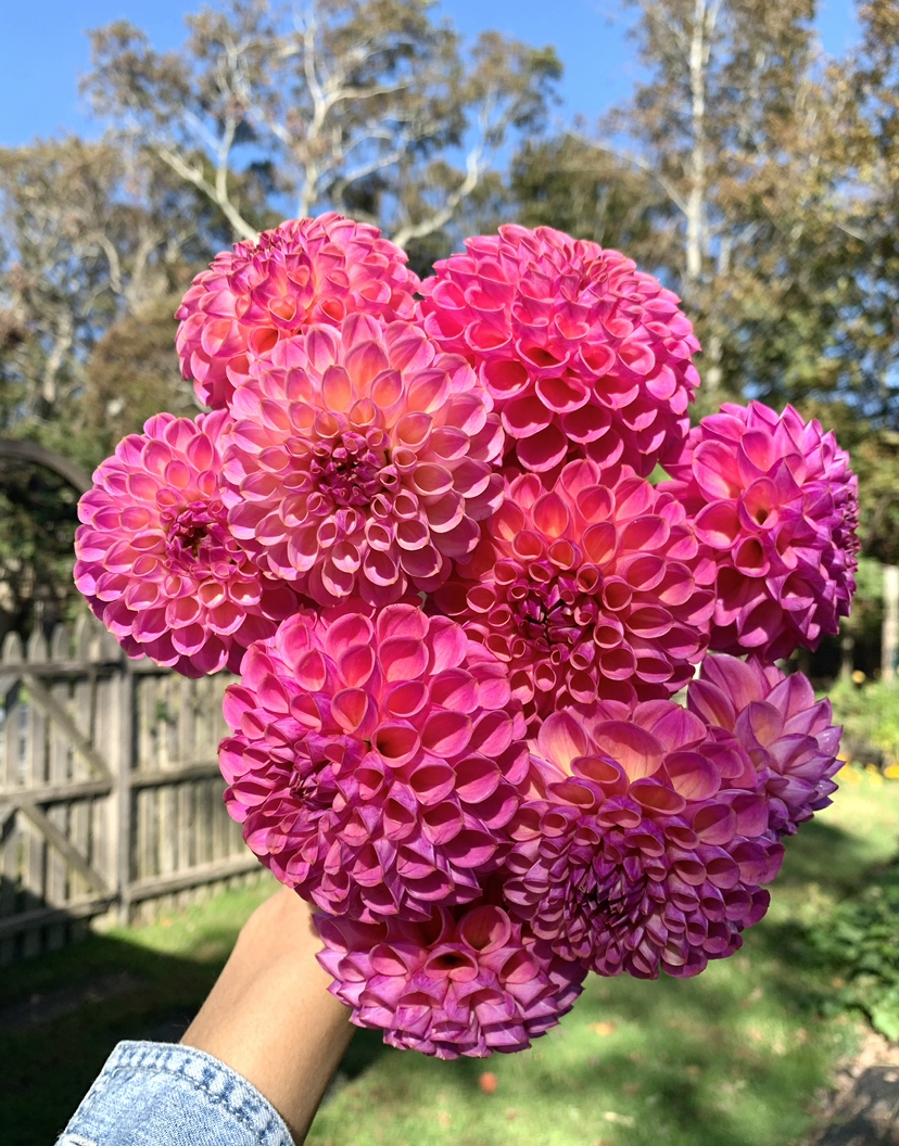 Dahlias - Beautiful Varieties for Home and Garden - Forestry Tools