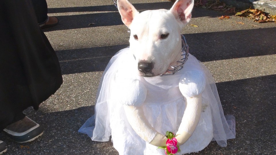 Howl-o-Ween on KDHamptons