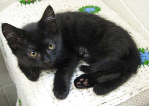 Southampton Animal Shelter