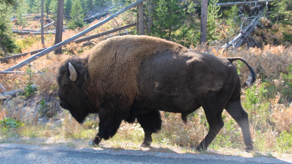 Yellowstone