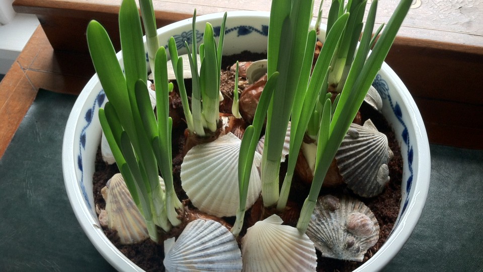 bulbs
